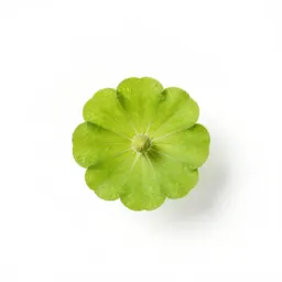 Globe mallow