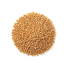 Grain sorghum