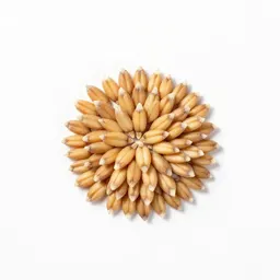 Grain