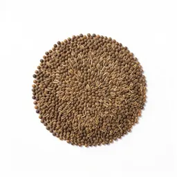 Grains of paradise