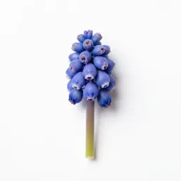 Grape hyacinth