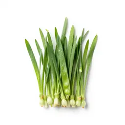 Grass pea
