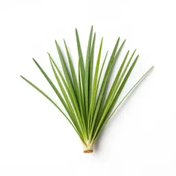 Grassy death camas