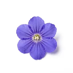 Great lobelia