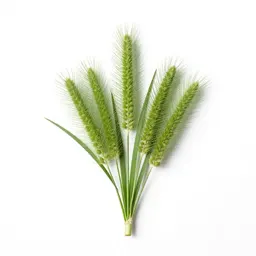 Green bristlegrass