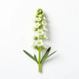 Green gentian