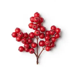 Grouseberry