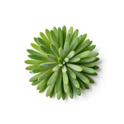 Halophyte