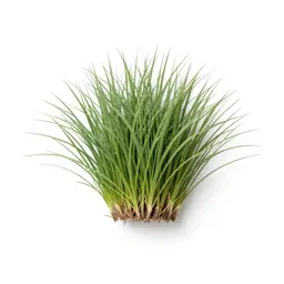 Hardinggrass