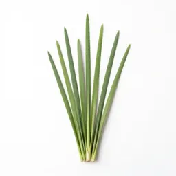 Hardstem bulrush