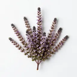 Heather