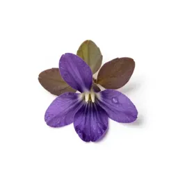 Hedge violet
