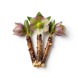 Hellebore
