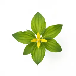 Herb Paris