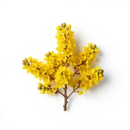 Honeyflower