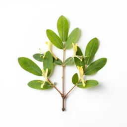 Honeysuckle