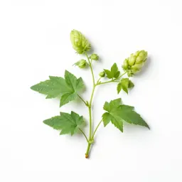Hop