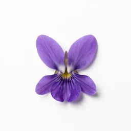 Horned violet