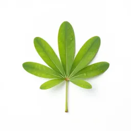 Horseshoe vetch