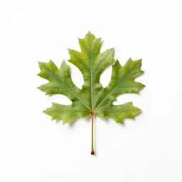 Huckleberry oak