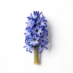 Hyacinth