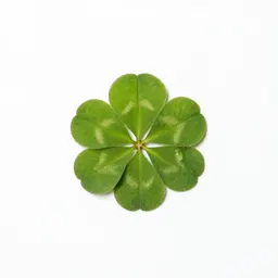 Japanese clover