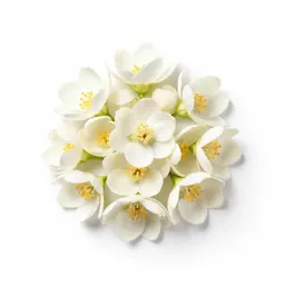Jasmine