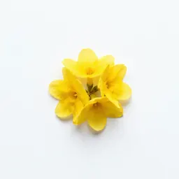 Jonquil
