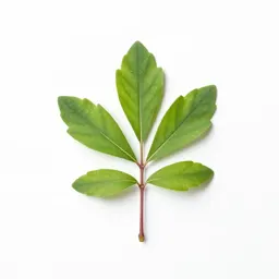Kalmia