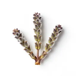 Kangaroo paw