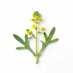 Klammath weed