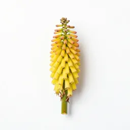 Kniphofia