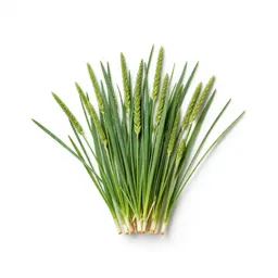 Knotgrass