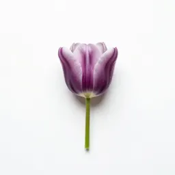 Lady tulip