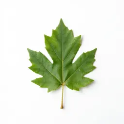 Leatherleaf