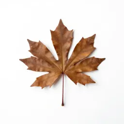 Leatherwood