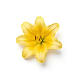 Lemon lily