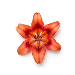 Leopard lily