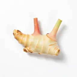 Lesser galangal