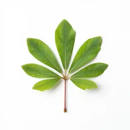 Leucothoe
