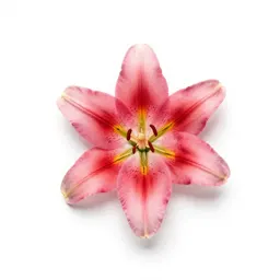 Lily