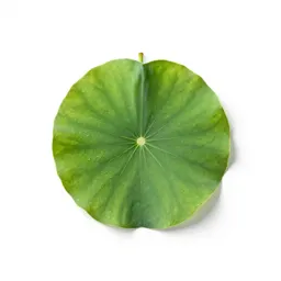 Lilyturf