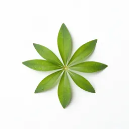 Lobelia