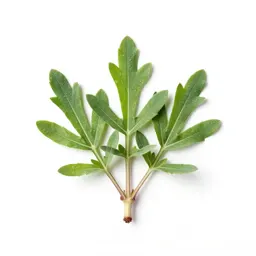 Locoweed