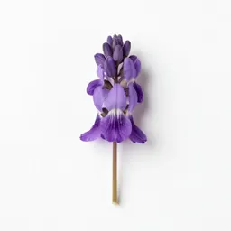 Long-spurred violet