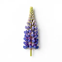 Lupine