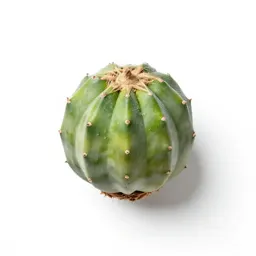Maguey