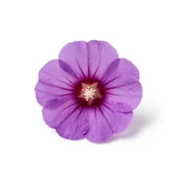 Mallow