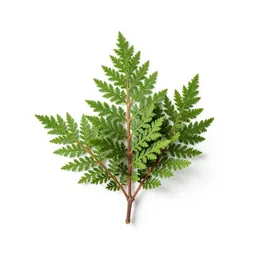 Manzanita