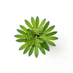 Maranta